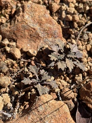 Streptanthus barbiger