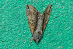 Ercheia