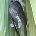 Old World Palm-Swifts - Photo (c) rcoliveira84, some rights reserved (CC BY), uploaded by rcoliveira84