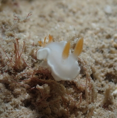 Ardeadoris angustolutea