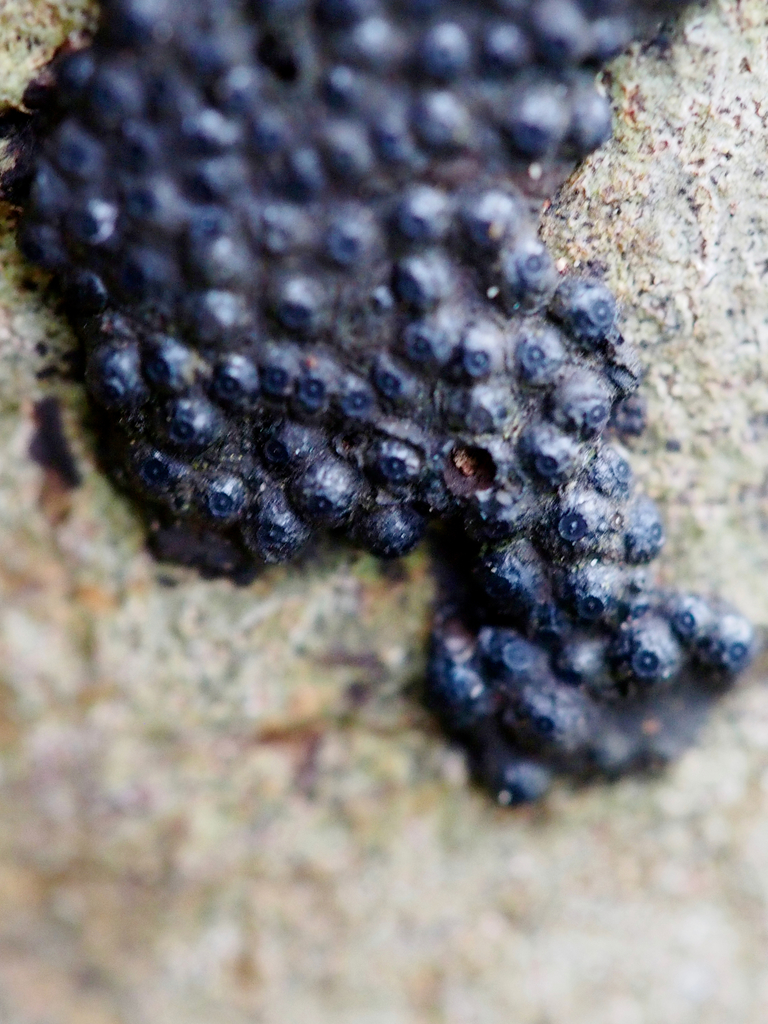 Annulohypoxylon purpureonitens