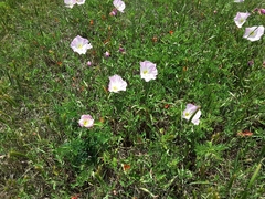 Oenothera speciosa