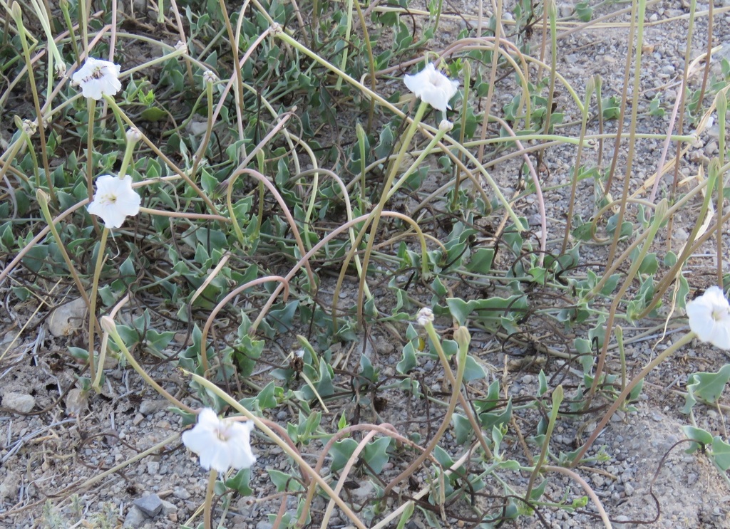 angel trumpets