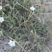 Acleisanthes longiflora - Photo (c) Bill Wright,  זכויות יוצרים חלקיות (CC BY-NC), הועלה על ידי Bill Wright