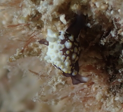 Colpodaspis thompsoni