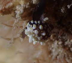 Colpodaspis thompsoni