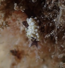 Colpodaspis thompsoni