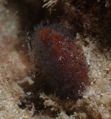 Entoprocta