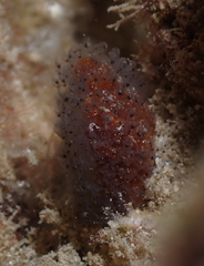 Entoprocta