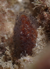 Entoprocta