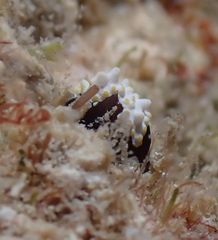 Colpodaspis thompsoni