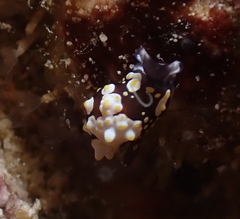 Colpodaspis thompsoni