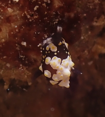 Colpodaspis thompsoni