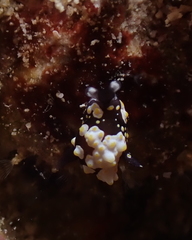 Colpodaspis thompsoni