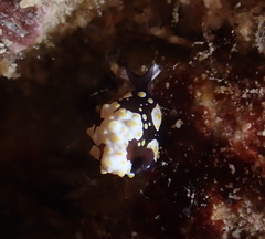 Colpodaspis thompsoni