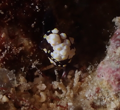 Colpodaspis thompsoni