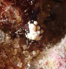 Colpodaspis thompsoni