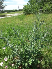 Cirsium texanum