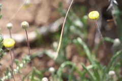 Asteridea athrixioides