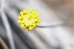 Asteridea athrixioides