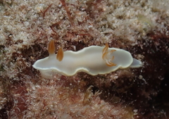 Ardeadoris angustolutea