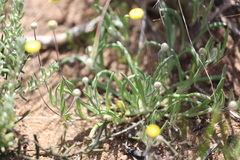 Asteridea athrixioides