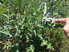 Cirsium texanum