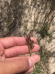 Juncus lesueurii
