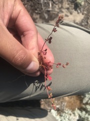 Pterostegia drymarioides