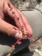 Pterostegia drymarioides