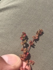 Pterostegia drymarioides