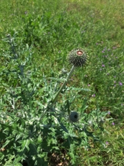 Cirsium texanum