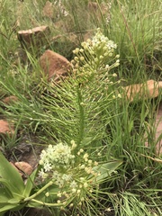 Schizocarphus nervosus