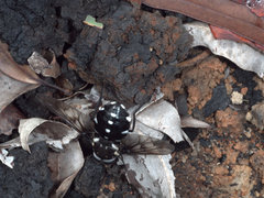 Triclista guttata
