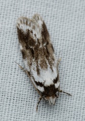 Barea synchyta