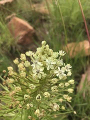 Schizocarphus nervosus