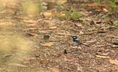 Malurus cyaneus cyanochlamys