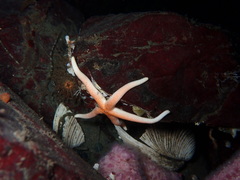 Henricia leviuscula