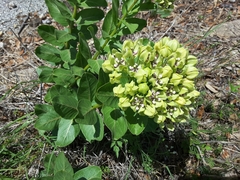 Asclepias viridis