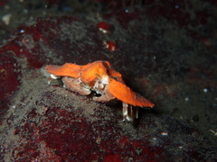 Cryptolithodes typicus