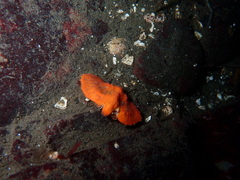 Cryptolithodes typicus
