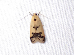 Compsotropha charidotis