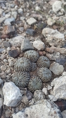 Pelecyphora aselliformis