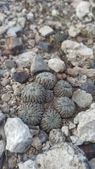 Pelecyphora aselliformis