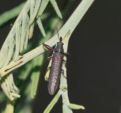 Rhinotia filiformis