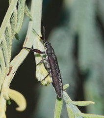 Rhinotia filiformis