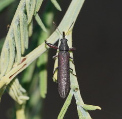 Rhinotia filiformis