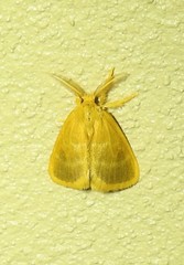 Euproctis lucifuga
