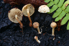 Pholiota scamba