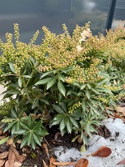 Pieris japonica